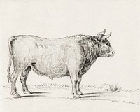 <br />Standing bull by <a href="https://www.rawpixel.com/search/Jean%20Bernard?sort=curated&amp;page=1">Jean Bernard </a>(1775-1883). Original from The Rijksmuseum. Digitally enhanced by rawpixel.