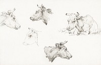 Four study sketches of cows (1821) by <a href="https://www.rawpixel.com/search/Jean%20Bernard?sort=curated&amp;page=1">Jean Bernard</a> (1775-1883). Original from The Rijksmuseum. Digitally enhanced by rawpixel.