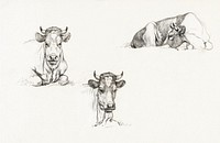 Three sketches of a lying cow (1816) by <a href="https://www.rawpixel.com/search/Jean%20Bernard?sort=curated&amp;page=1">Jean Bernard</a> (1775-1883). Original from The Rijksmuseum. Digitally enhanced by rawpixel.