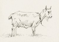 Standing goat (1809) by <a href="https://www.rawpixel.com/search/Jean%20Bernard?sort=curated&amp;page=1">Jean Bernard</a> (1775-1883). Original from The Rijksmuseum. Digitally enhanced by rawpixel.