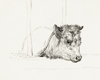 Head of a cow (1818) by <a href="https://www.rawpixel.com/search/Jean%20Bernard?sort=curated&amp;page=1">Jean Bernard</a> (1775-1883). Original from The Rijksmuseum. Digitally enhanced by rawpixel.