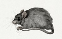 Mouse by <a href="https://www.rawpixel.com/search/Jean%20Bernard?sort=curated&amp;page=1">Jean Bernard</a> (1775-1883). Original from The Rijksmuseum. Digitally enhanced by rawpixel.