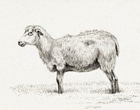 Standing sheep (1812) by Jean Bernard (1775-1883). Original from The Rijksmuseum. Digitally enhanced by rawpixel.