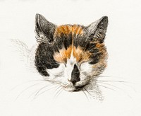 Head of a calico cat with closed eyes (1819) by <a href="https://www.rawpixel.com/search/Jean%20Bernard?sort=curated&amp;page=1">Jean Bernard</a> (1775-1883). Original from The Rijksmuseum. Digitally enhanced by rawpixel.