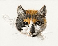 Head of a calico cat with open eyes (1819) by<a href="https://www.rawpixel.com/search/Jean%20Bernard?sort=curated&amp;page=1"> Jean Bernard</a> (1775-1883). Original from The Rijksmuseum. Digitally enhanced by rawpixel.