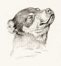 Head of a sleeping dog (1818) by <a href="https://www.rawpixel.com/search/Jean%20Bernard?sort=curated&amp;page=1">Jean Bernard</a> (1775-1883). Original from The Rijksmuseum. Digitally enhanced by rawpixel.