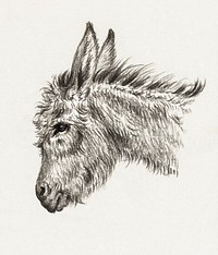 Head of a donkey (1818) by <a href="https://www.rawpixel.com/search/Jean%20Bernard?sort=curated&amp;page=1">Jean Bernard</a> (1775-1883). Original from The Rijksmuseum. Digitally enhanced by rawpixel.