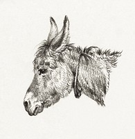 Head of a donkey (1818) by <a href="https://www.rawpixel.com/search/Jean%20Bernard?sort=curated&amp;page=1">Jean Bernard</a> (1775-1883). Original from The Rijksmuseum. Digitally enhanced by rawpixel.