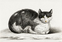 Lying cat (1800) by<a href="https://www.rawpixel.com/search/Jean%20Bernard?sort=curated&amp;page=1"> Jean Bernard</a> (1775-1883). Original from The Rijksmuseum. Digitally enhanced by rawpixel.