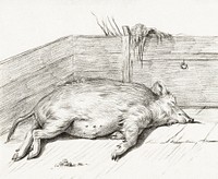 Lying pig, in the corner of a loft (1812) by <a href="https://www.rawpixel.com/search/Jean%20Bernard?sort=curated&amp;page=1">Jean Bernard</a> (1775-1883). Original from The Rijksmuseum. Digitally enhanced by rawpixel.