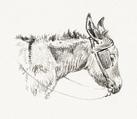 Head of a donkey (1821) by <a href="https://www.rawpixel.com/search/Jean%20Bernard?sort=curated&amp;page=1">Jean Bernard</a> (1775-1883). Original from The Rijksmuseum. Digitally enhanced by rawpixel.