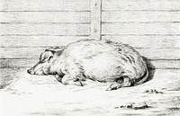 Lying pig (1812) by <a href="https://www.rawpixel.com/search/Jean%20Bernard?sort=curated&amp;page=1">Jean Bernard</a> (1775-1883). Original from The Rijksmuseum. Digitally enhanced by rawpixel.