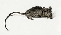 Mouse by <a href="https://www.rawpixel.com/search/Jean%20Bernard?sort=curated&amp;page=1">Jean Bernard </a>(1775-1883). Original from The Rijksmuseum. Digitally enhanced by rawpixel.