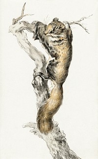 Flying squirrel, on a branch by <a href="https://www.rawpixel.com/search/Jean%20Bernard?sort=curated&amp;page=1">Jean Bernard</a> (1775-1883). Original from The Rijksmuseum. Digitally enhanced by rawpixel.