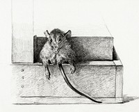 Mouse (1821) by <a href="https://www.rawpixel.com/search/Jean%20Bernard?sort=curated&amp;page=1">Jean Bernard</a> (1775-1883). Original from The Rijksmuseum. Digitally enhanced by rawpixel.