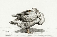 Goose (1816) by <a href="https://www.rawpixel.com/search/Jean%20Bernard?sort=curated&amp;page=1">Jean Bernard</a> (1775-1883). Original from The Rijksmuseum. Digitally enhanced by rawpixel.