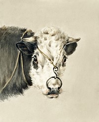 Head of a cow, with a ring through the nose (1820) by <a href="https://www.rawpixel.com/search/Jean%20Bernard?sort=curated&amp;page=1">Jean Bernard</a> (1775-1883). Original from The Rijksmuseum. Digitally enhanced by rawpixel.