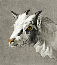 Head of a goat by <a href="https://www.rawpixel.com/search/Jean%20Bernard?sort=curated&amp;page=1">Jean Bernard</a> (1775-1883). Original from The Rijksmuseum. Digitally enhanced by rawpixel.