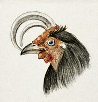 Head of a rooster (1816) by <a href="https://www.rawpixel.com/search/Jean%20Bernard?sort=curated&amp;page=1">Jean Bernard</a> (1775-1883). Original from The Rijksmuseum. Digitally enhanced by rawpixel.