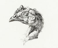 Head of a dead chicken by Jean Bernard (1775-1883). Original from The Rijksmuseum. Digitally enhanced by rawpixel.