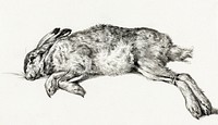 Dead hare (1818) by <a href="https://www.rawpixel.com/search/Jean%20Bernard?sort=curated&amp;page=1">Jean Bernard</a> (1775-1883). Original from The Rijksmuseum. Digitally enhanced by rawpixel.