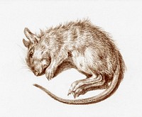 Dead rat (1812) by <a href="https://www.rawpixel.com/search/Jean%20Bernard?sort=curated&amp;page=1">Jean Bernard</a> (1775-1883). Original from The Rijksmuseum. Digitally enhanced by rawpixel.