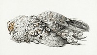A dead chicken (1827) by <a href="https://www.rawpixel.com/search/Jean%20Bernard?sort=curated&amp;page=1">Jean Bernard</a> (1775-1883). Original from The Rijksmuseum. Digitally enhanced by rawpixel.