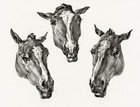 Three horse heads (1812) by <a href="https://www.rawpixel.com/search/Jean%20Bernard?sort=curated&amp;page=1">Jean Bernard</a> (1775-1883). Original from The Rijksmuseum. Digitally enhanced by rawpixel.