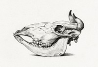 Skull of a cow (1816) by <a href="https://www.rawpixel.com/search/Jean%20Bernard?sort=curated&amp;page=1">Jean Bernard</a> (1775-1883). Original from The Rijksmuseum. Digitally enhanced by rawpixel.