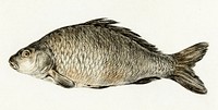 Fish by <a href="https://www.rawpixel.com/search/Jean%20Bernard?sort=curated&amp;page=1">Jean Bernard</a> (1775-1883). Original from The Rijksmuseum. Digitally enhanced by rawpixel.