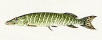Pike (1796) by <a href="https://www.rawpixel.com/search/Jean%20Bernard?sort=curated&amp;page=1">Jean Bernard</a> (1775-1883). Original from The Rijksmuseum. Digitally enhanced by rawpixel.