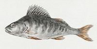 Fish by <a href="https://www.rawpixel.com/search/Jean%20Bernard?sort=curated&amp;page=1">Jean Bernard</a> (1775-1883). Original from The Rijksmuseum. Digitally enhanced by rawpixel.