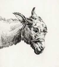Head of a donkey by <a href="https://www.rawpixel.com/search/Jean%20Bernard?sort=curated&amp;page=1">Jean Bernard</a> (1775-1883). Original from The Rijksmuseum. Digitally enhanced by rawpixel.