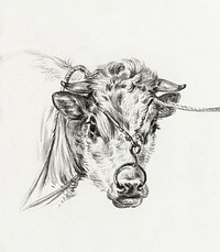 Head of a cow, with a ring through the nose (1820) by <a href="https://www.rawpixel.com/search/Jean%20Bernard?sort=curated&amp;page=1">Jean Bernard</a> (1775-1883). Original from the Rijks Museum. Digitally enhanced by rawpixel.