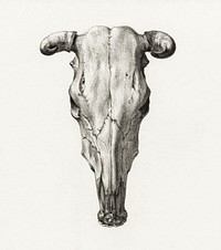 Skull of a cow (1816) by <a href="https://www.rawpixel.com/search/Jean%20Bernard?sort=curated&amp;page=1">Jean Bernard</a> (1775-1883). Original from the Rijks Museum. Digitally enhanced by rawpixel.