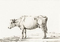 Standing cow by <a href="https://www.rawpixel.com/search/Jean%20Bernard?sort=curated&amp;page=1">Jean Bernard</a> (1775-1883). Original from The Rijksmuseum. Digitally enhanced by rawpixel.