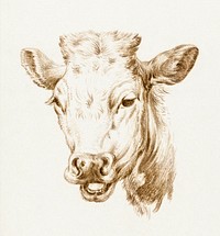 Head of a cow by <a href="https://www.rawpixel.com/search/Jean%20Bernard?sort=curated&amp;page=1">Jean Bernard</a> (1775-1883). Original from The Rijksmuseum. Digitally enhanced by rawpixel.