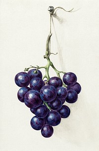 Bunch of blue grapes by <a href="https://www.rawpixel.com/search/Jean%20Bernard?sort=curated&amp;page=1">Jean Bernard</a> (1775-1883). Original from The Rijksmuseum. Digitally enhanced by rawpixel.
