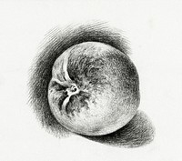 Apple (1812) by <a href="https://www.rawpixel.com/search/Jean%20Bernard?sort=curated&amp;page=1">Jean Bernard</a> (1775-1883). Original from the Rijks Museum. Digitally enhanced by rawpixel.