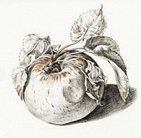 Apple by <a href="https://www.rawpixel.com/search/Jean%20Bernard?sort=curated&amp;page=1">Jean Bernard</a> (1775-1883). Original from The Rijksmuseum. Digitally enhanced by rawpixel.