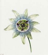 Passion Flower (1825) by <a href="https://www.rawpixel.com/search/Jean%20Bernard?sort=curated&amp;page=1">Jean Bernard</a> (1775-1883). Original from The Rijksmuseum. Digitally enhanced by rawpixel.