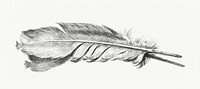 Feather vintage illustration