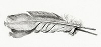 Feather by <a href="https://www.rawpixel.com/search/Jean%20Bernard?sort=curated&amp;page=1">Jean Bernard</a> (1775-1883). Original from The Rijksmuseum. Digitally enhanced by rawpixel.