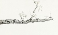 Study of a tree (1816) by <a href="https://www.rawpixel.com/search/Jean%20Bernard?sort=curated&amp;page=1">Jean Bernard</a> (1775-1883). Original from The Rijksmuseum. Digitally enhanced by rawpixel.