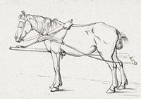 Standing harnessed horse (1815) by <a href="https://www.rawpixel.com/search/Jean%20Bernard?sort=curated&amp;page=1">Jean Bernard</a> (1775-1883). Original from The Rijksmuseum. Digitally enhanced by rawpixel.