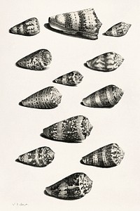 Twaalf schelpen van diverse slakkensoorten (1705) by Jacob de Later, after <a href="https://www.rawpixel.com/search/Maria%20Sibylla%20Merian?sort=curated&amp;type=all&amp;page=1">Maria Sibylla Merian</a>. Original from The Rijksmuseum. Digitally enhanced by rawpixel.