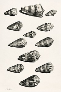 Twelve shells of various snail species vintage illustration template