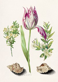 Tulip, two Branches of Myrtle and two Shells (1700) attributed to <a href="https://www.rawpixel.com/search/Maria%20Sibylla%20Merian?sort=curated&amp;type=all&amp;page=1">Maria Sibylla Merian</a>. Original from The Rijksmuseum. Digitally enhanced by rawpixel.