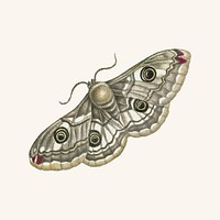 The details of a peacock butterfly vintage illustration vector