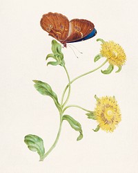 Vlinder op de knop van een plant met gele bloemen (1965) by <a href="https://www.rawpixel.com/search/Maria%20Sibylla%20Merian?sort=curated&amp;type=all&amp;page=1">Maria Sibylla Merian</a>. Original from The Rijksmuseum. Digitally enhanced by rawpixel.